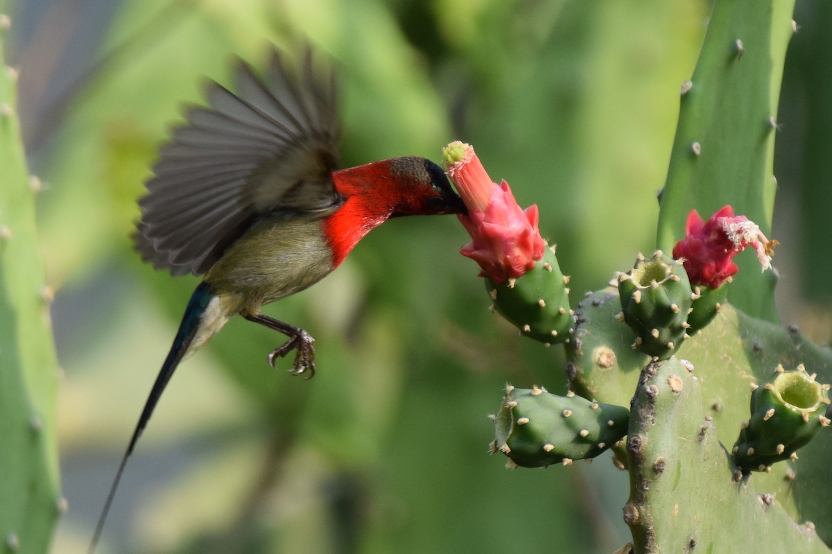 Crimson Sunbird - ML634996102
