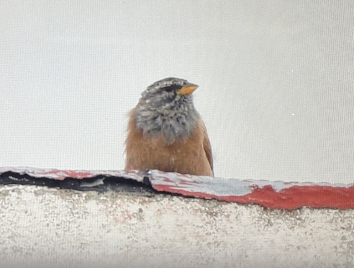 House Bunting - ML634996297