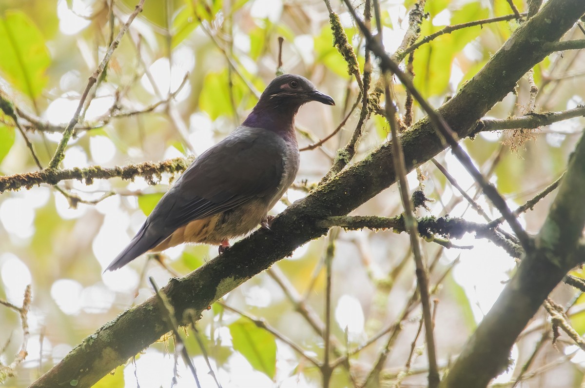 Amethyst Brown-Dove - ML634996298