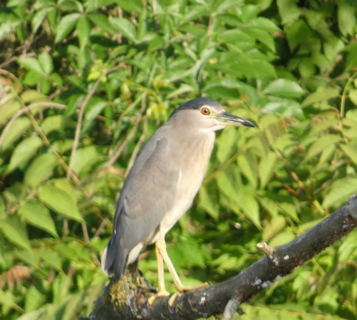Black-crowned Night Heron - ML634996302