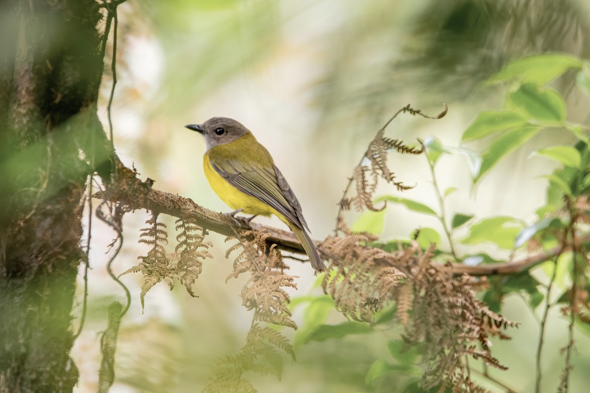 Yellow-bellied Whistler - ML634996306