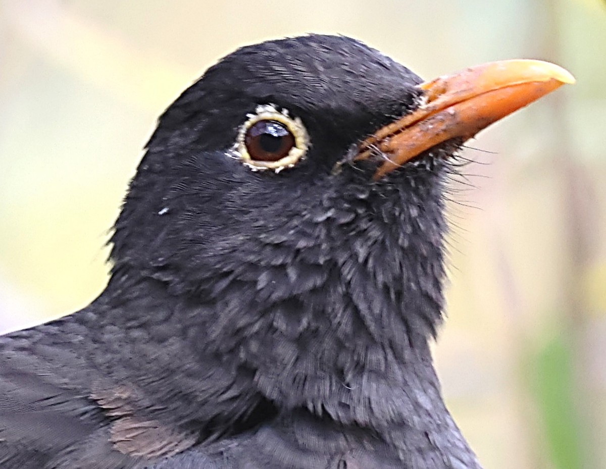 Andean Slaty Thrush - ML634996307