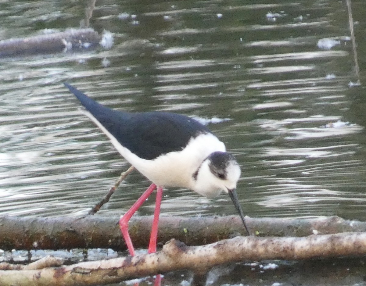 Black-winged Stilt - ML634996312