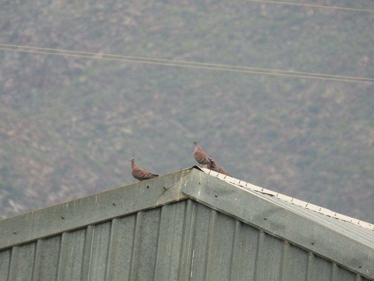 Speckled Pigeon - ML634996471