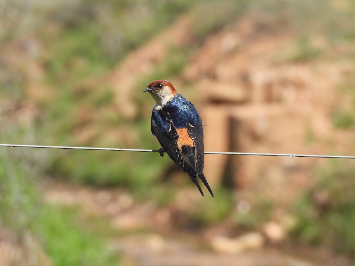 Greater Striped Swallow - ML634996519