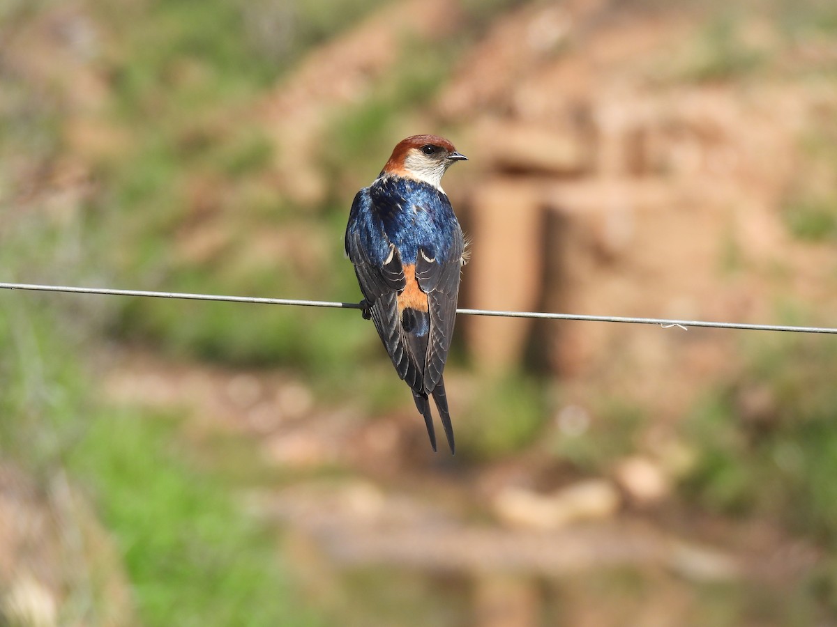 Greater Striped Swallow - ML634996520