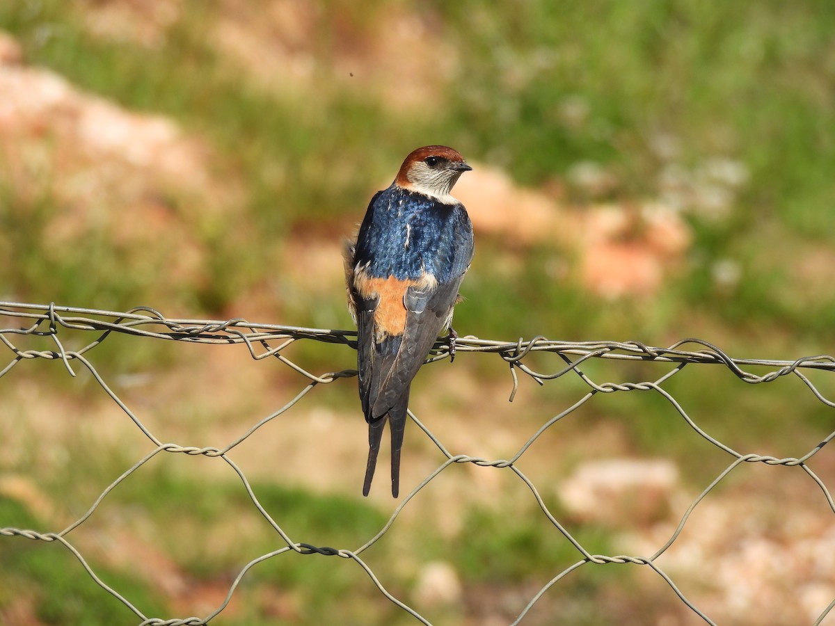 Greater Striped Swallow - ML634996521