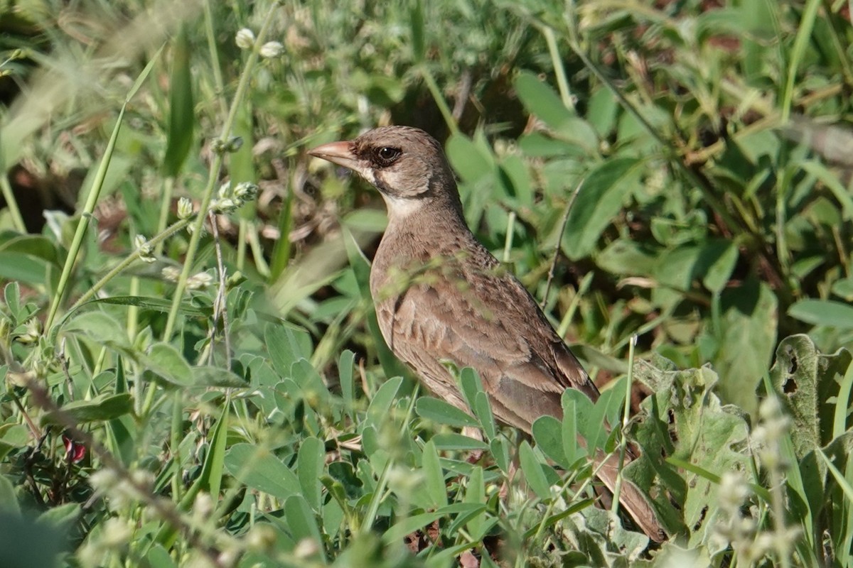 Masked Lark - ML634996565