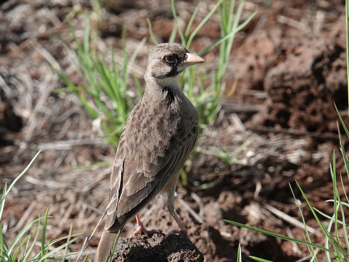 Masked Lark - ML634996566
