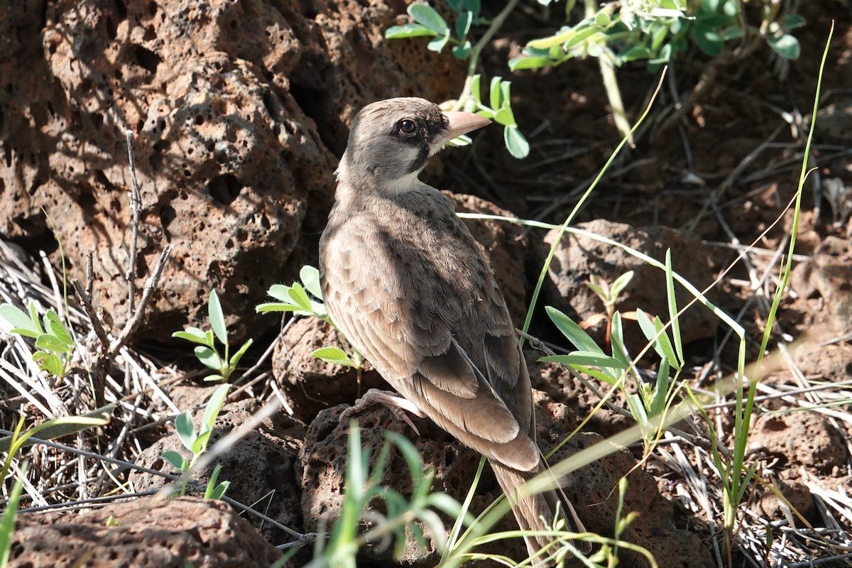 Masked Lark - ML634996567