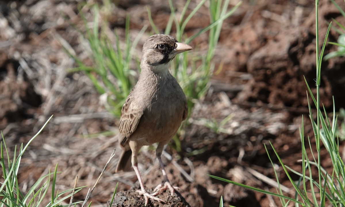 Masked Lark - ML634996568