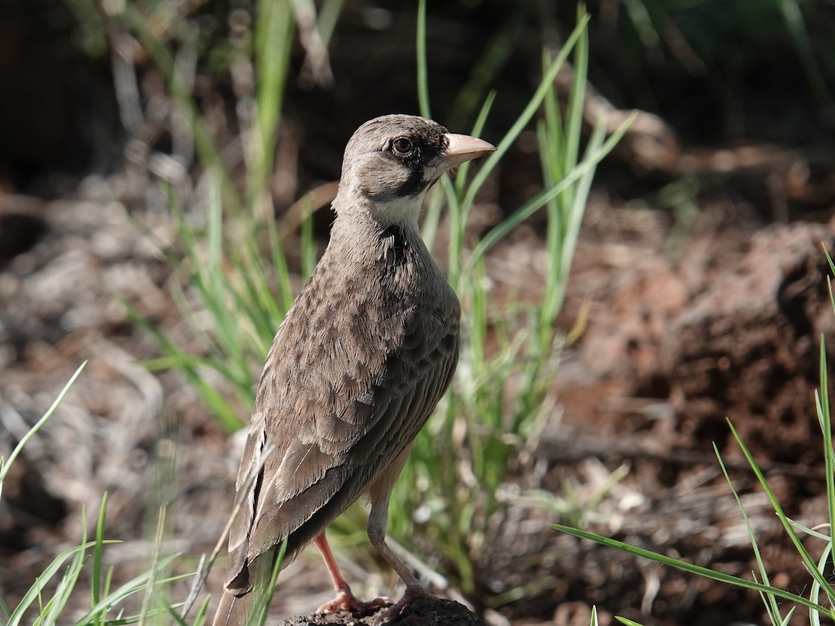 Masked Lark - ML634996569