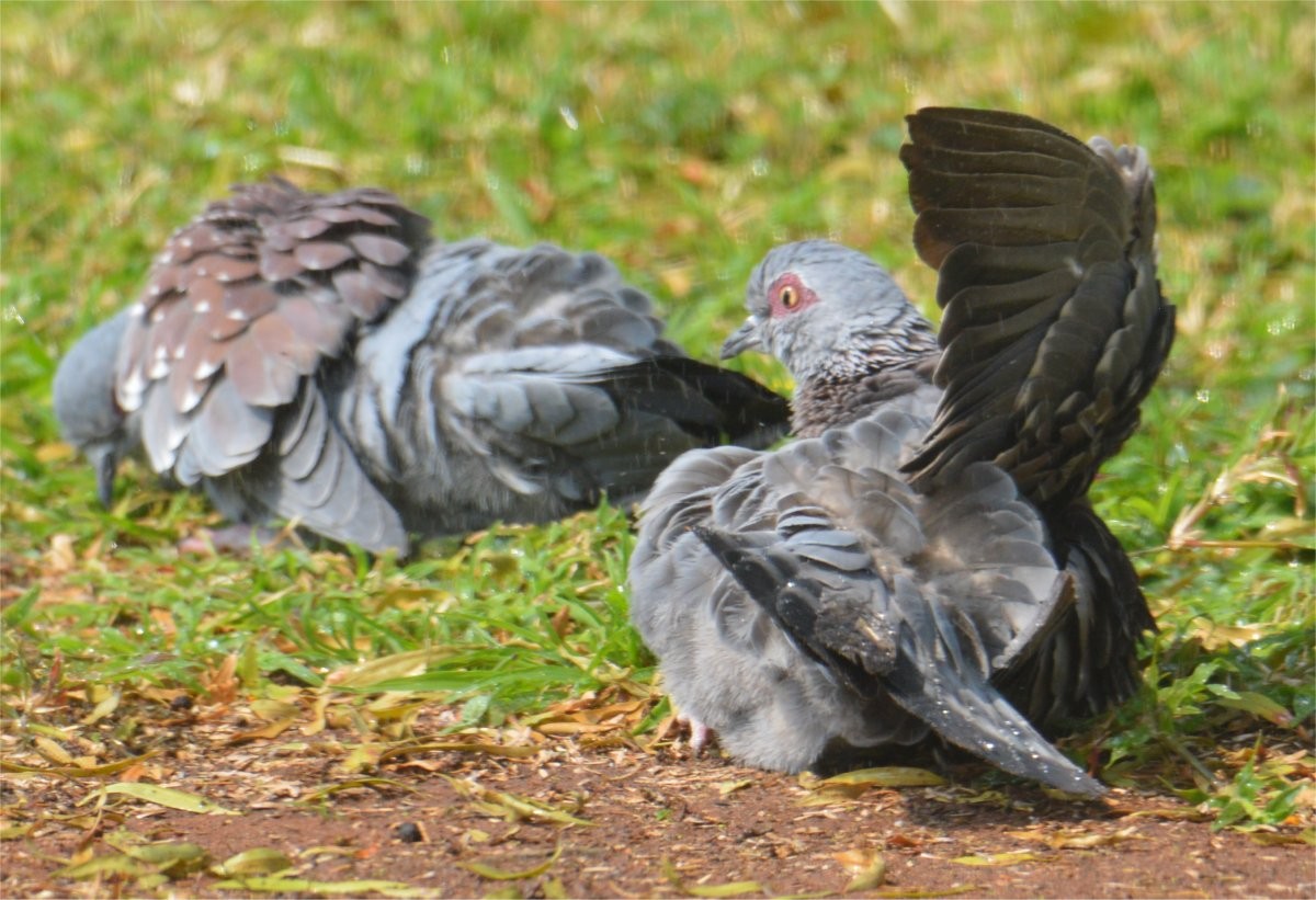 Speckled Pigeon - ML634996612