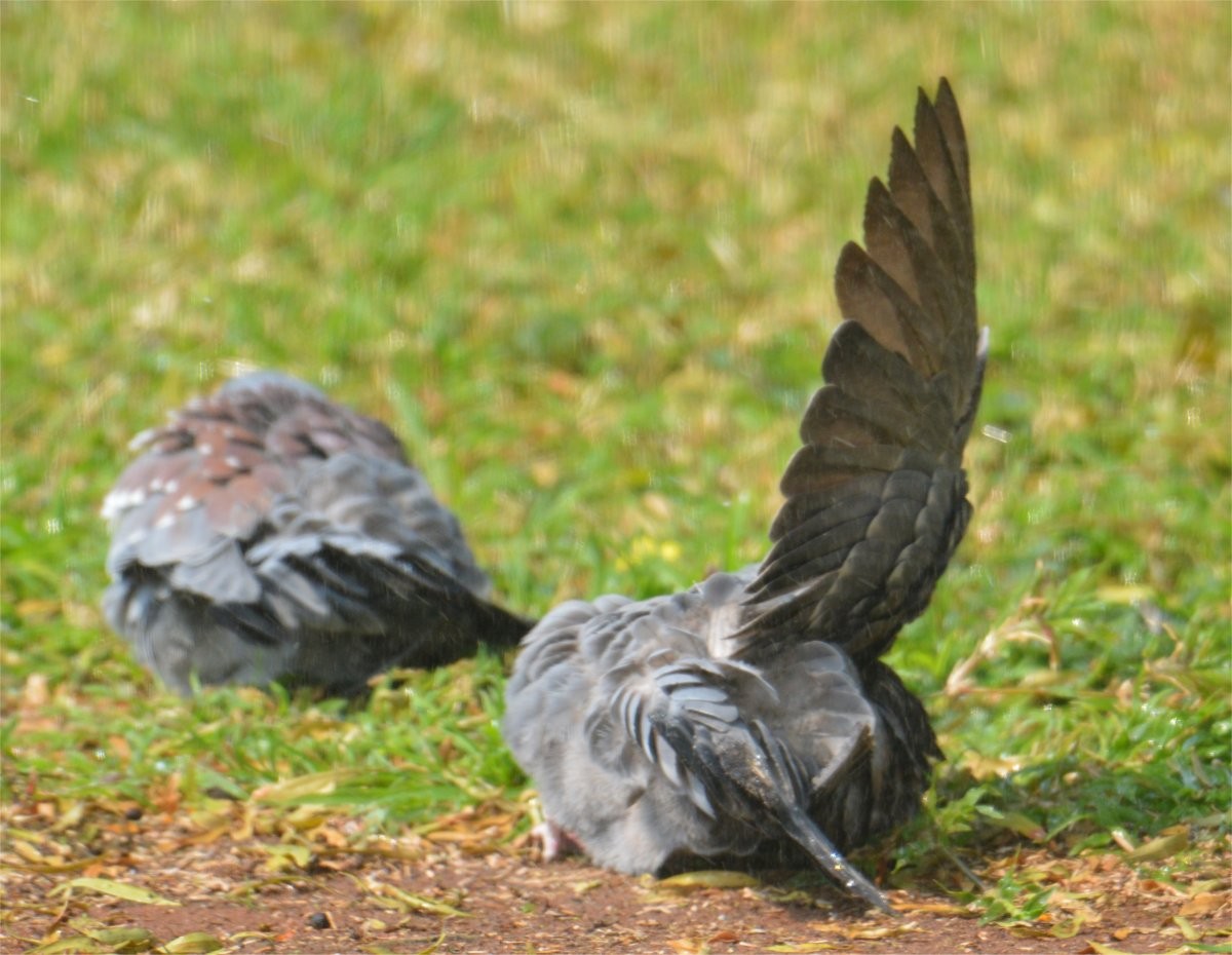 Speckled Pigeon - ML634996613
