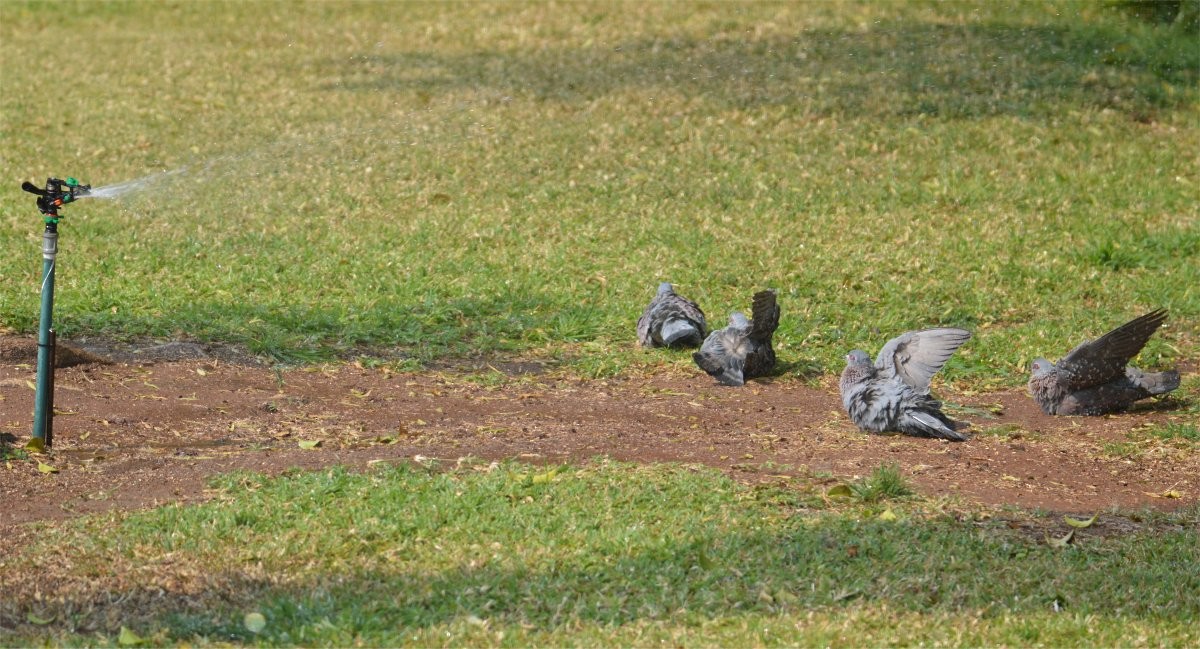 Speckled Pigeon - ML634996614