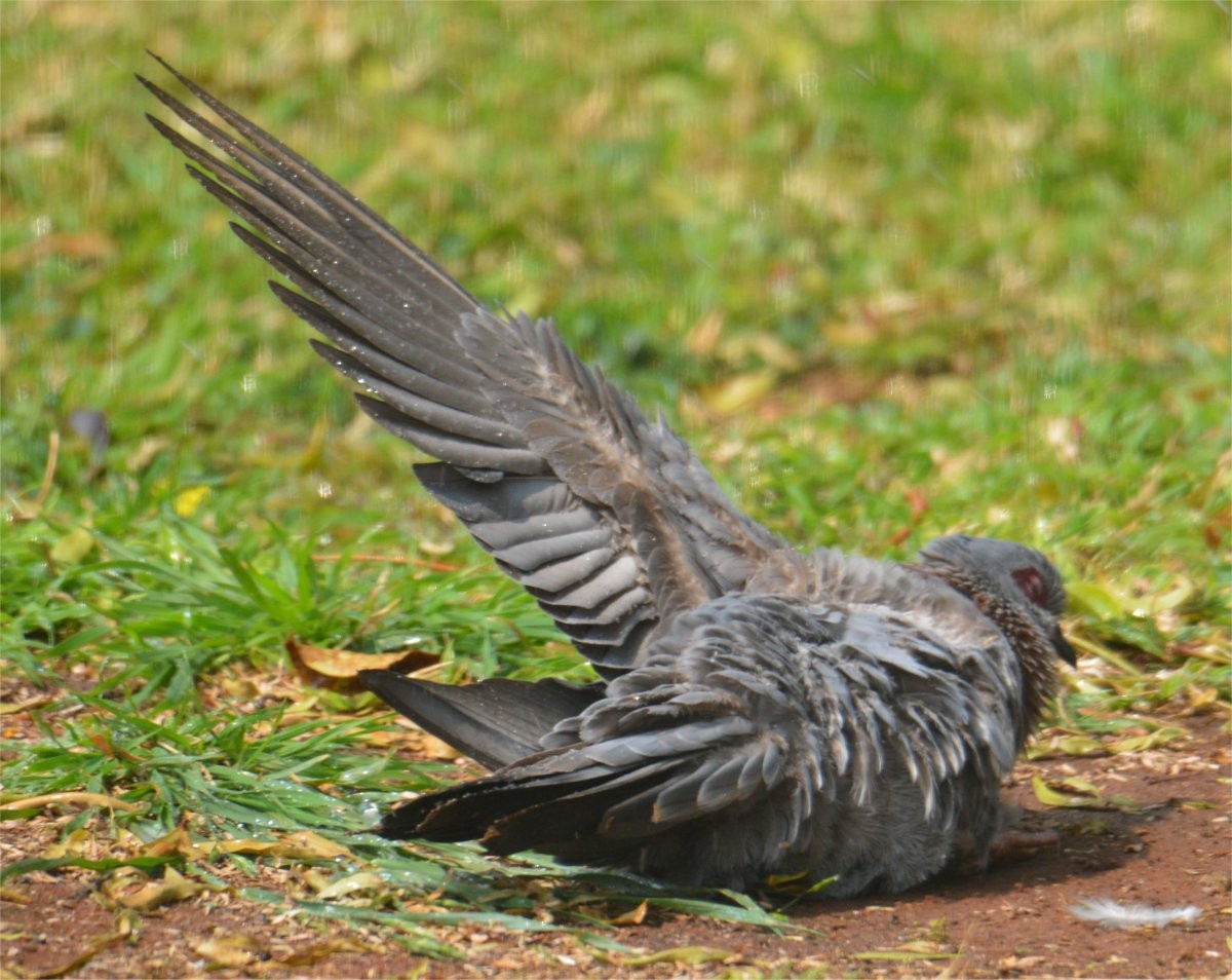 Speckled Pigeon - ML634996615
