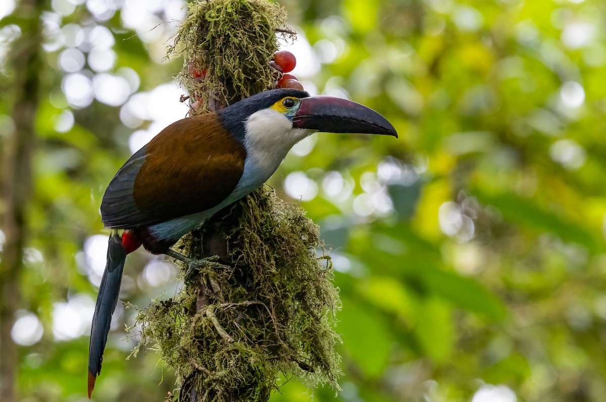 Black-billed Mountain-Toucan - ML634996621