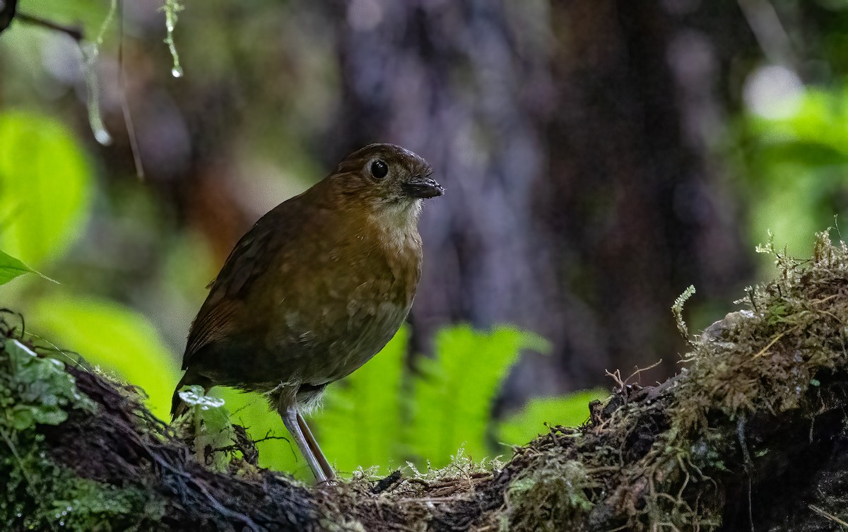 Brown-banded Antpitta - ML634996624