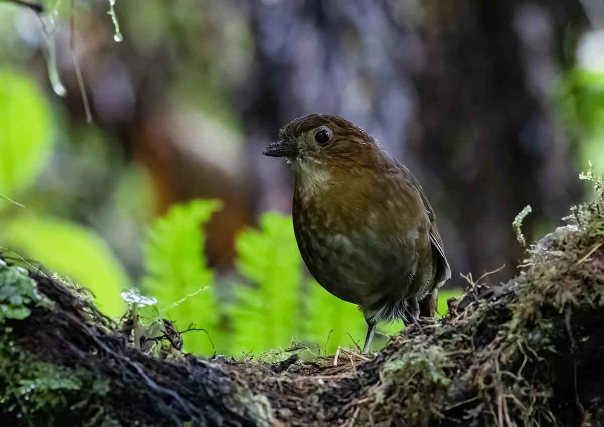 Brown-banded Antpitta - ML634996627