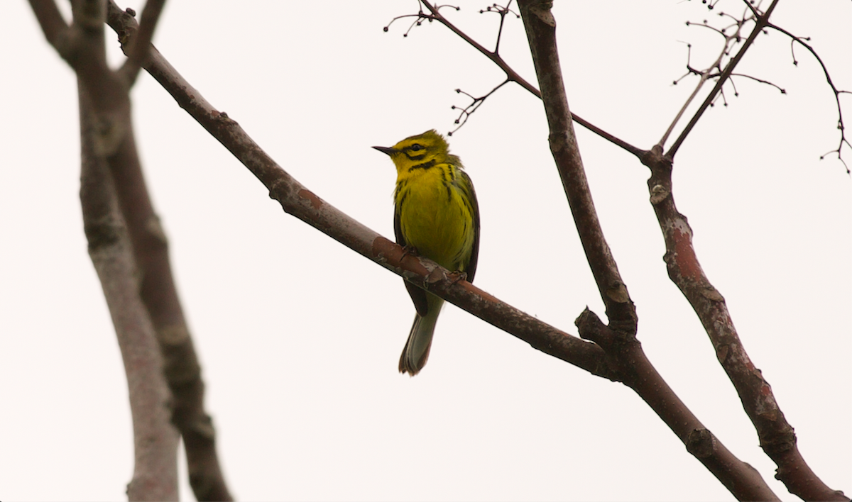 Prairie Warbler - ML634996645
