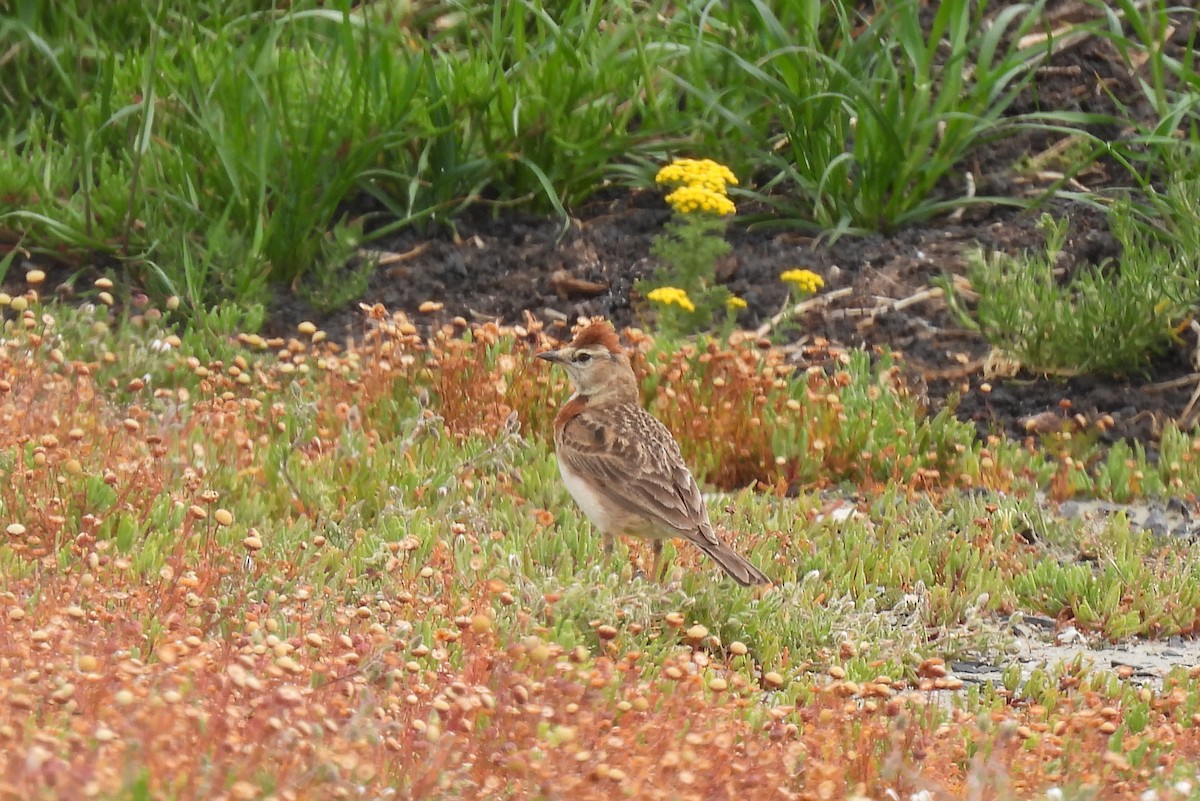 Red-capped Lark - ML634996711