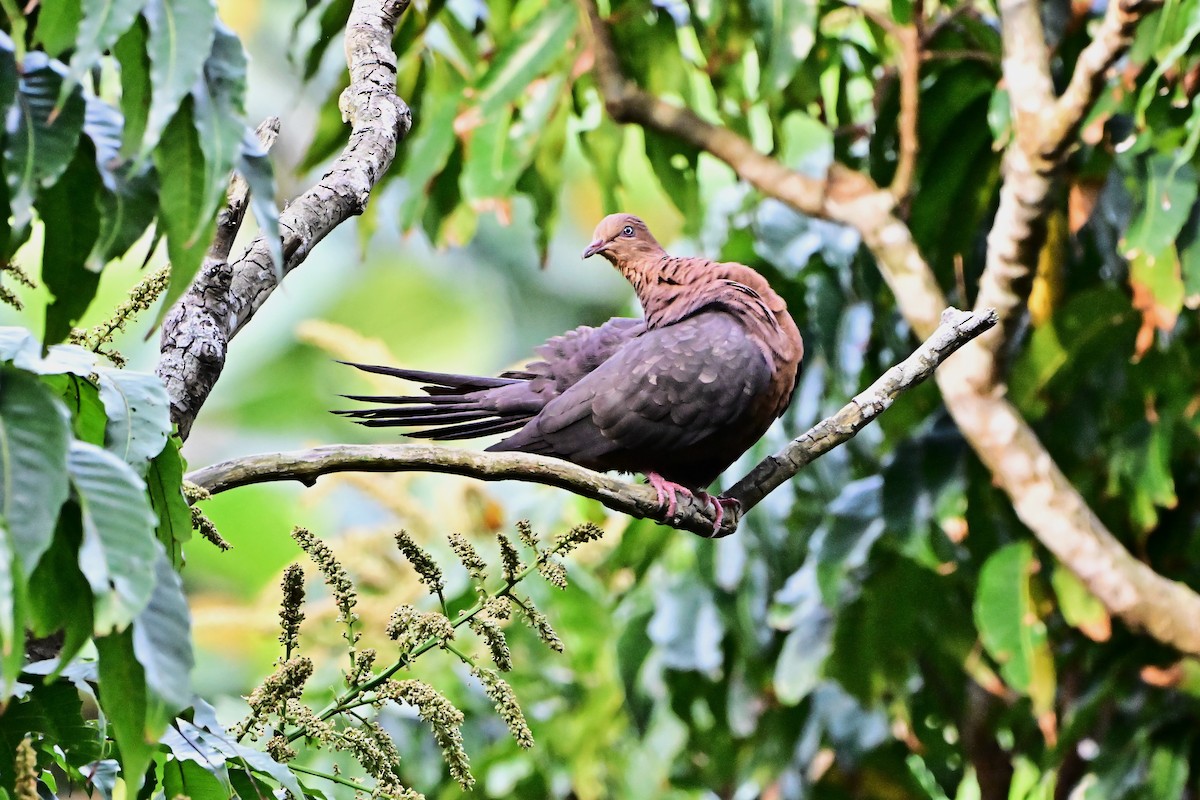 Philippine Cuckoo-Dove - ML634996725