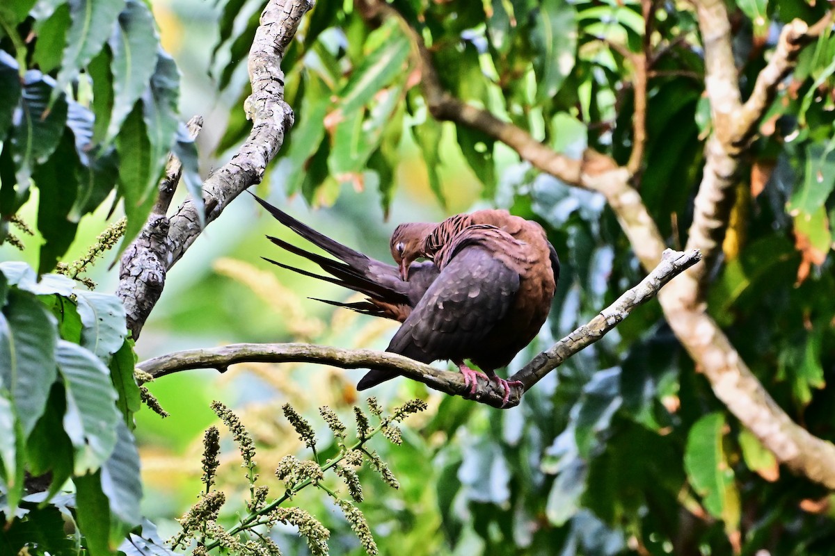Philippine Cuckoo-Dove - ML634996726