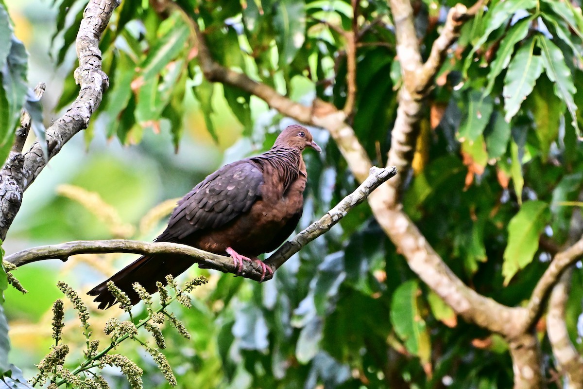Philippine Cuckoo-Dove - ML634996727