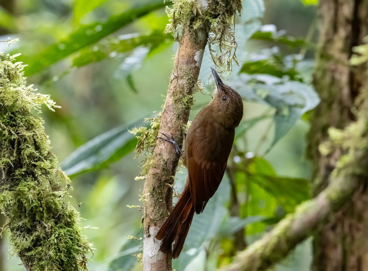 Tyrannine Woodcreeper - ML634996732