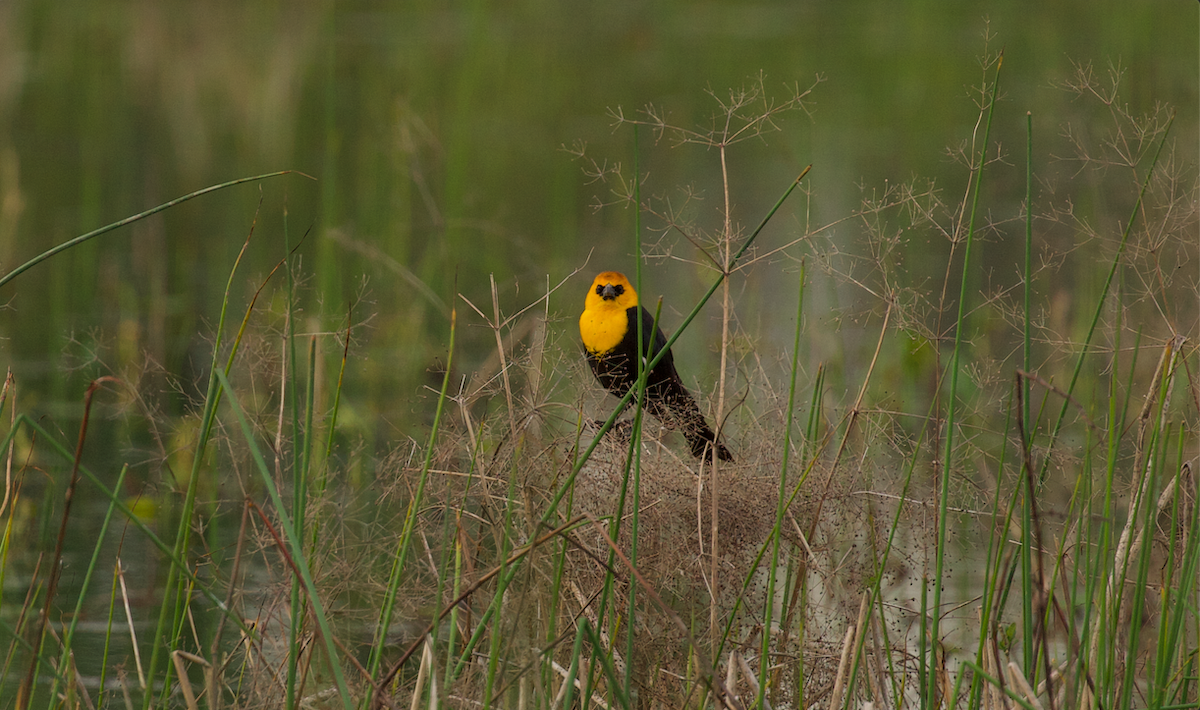 Yellow-headed Blackbird - ML634996836