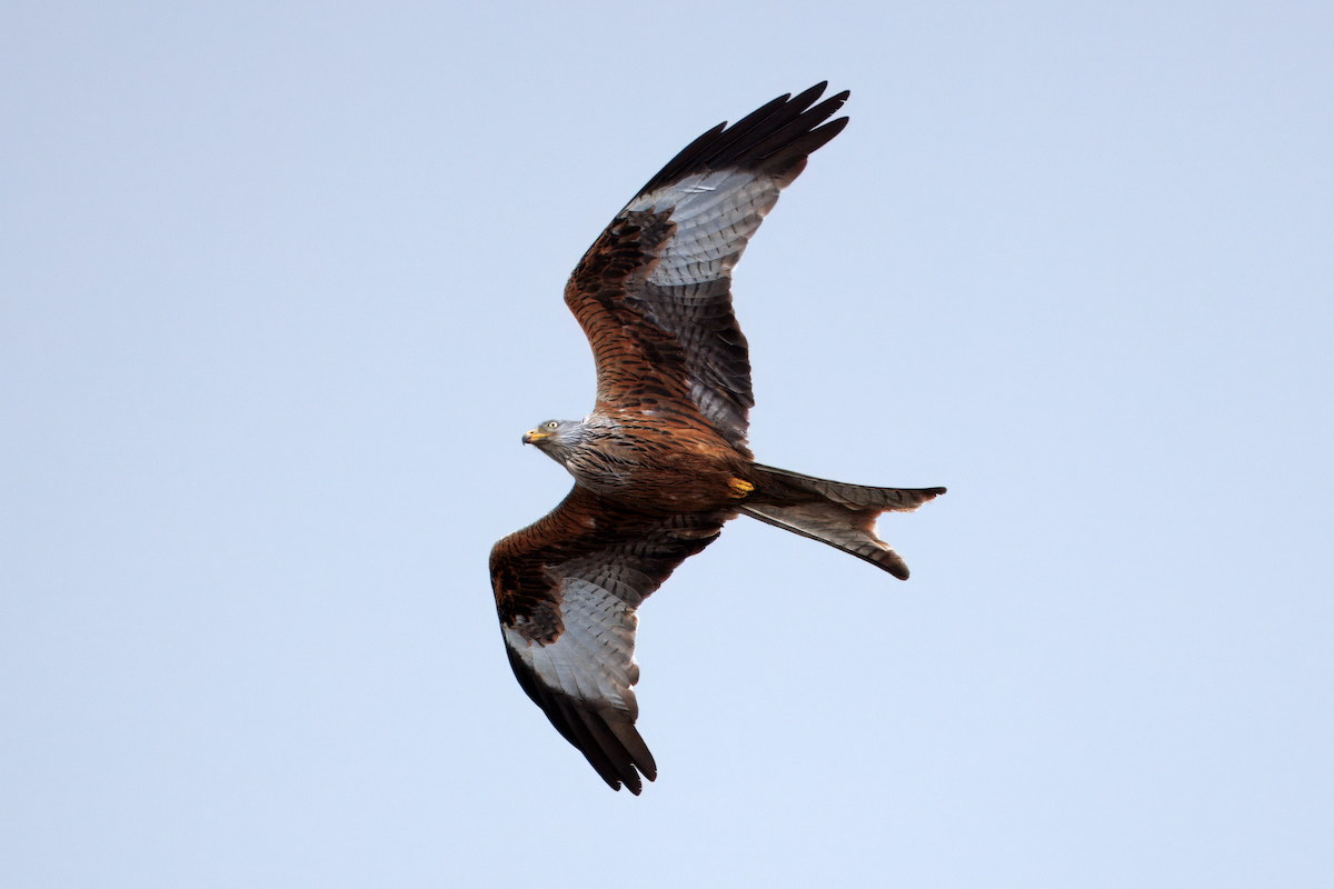Red Kite - ML634996861