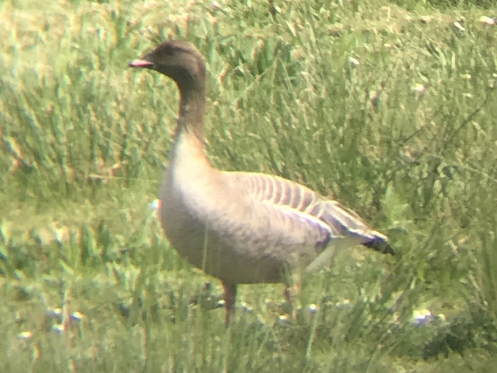 Pink-footed Goose - ML634997043
