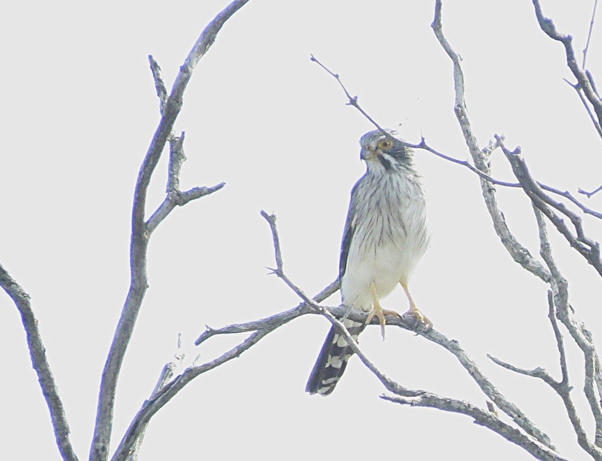 Spot-winged Falconet - ML634997102