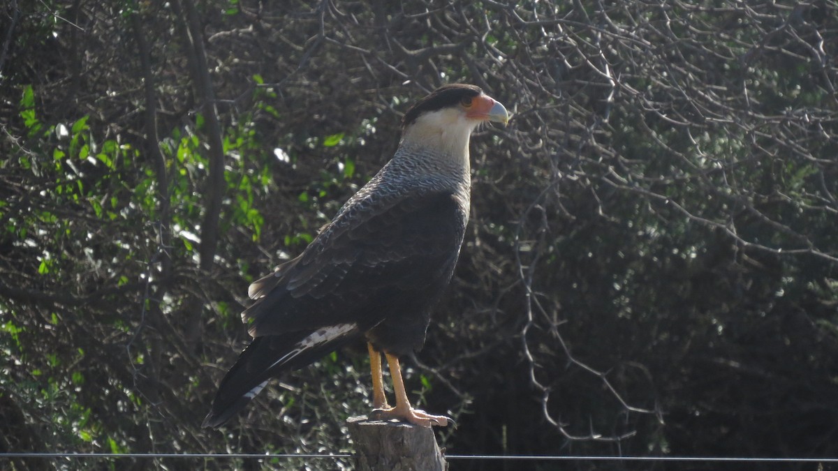 Crested Caracara - ML634997103