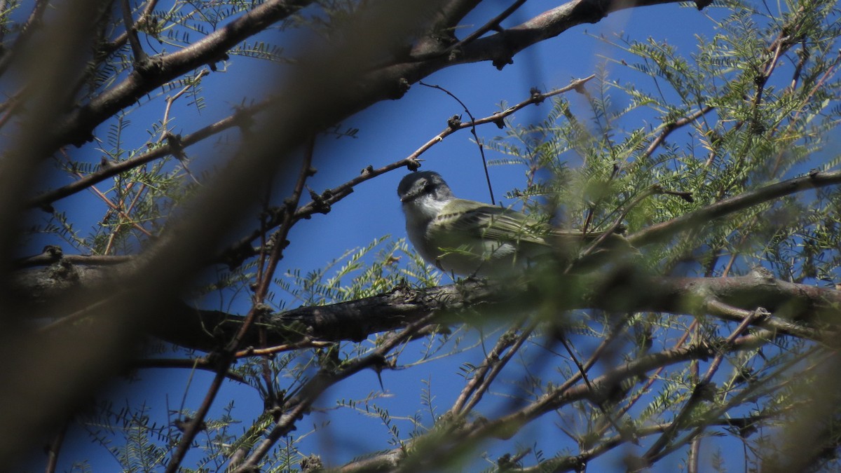 Suiriri Flycatcher - ML634997120