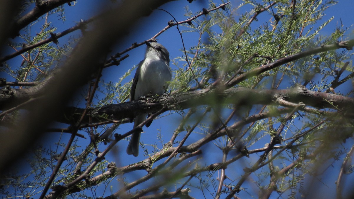 Suiriri Flycatcher - ML634997122