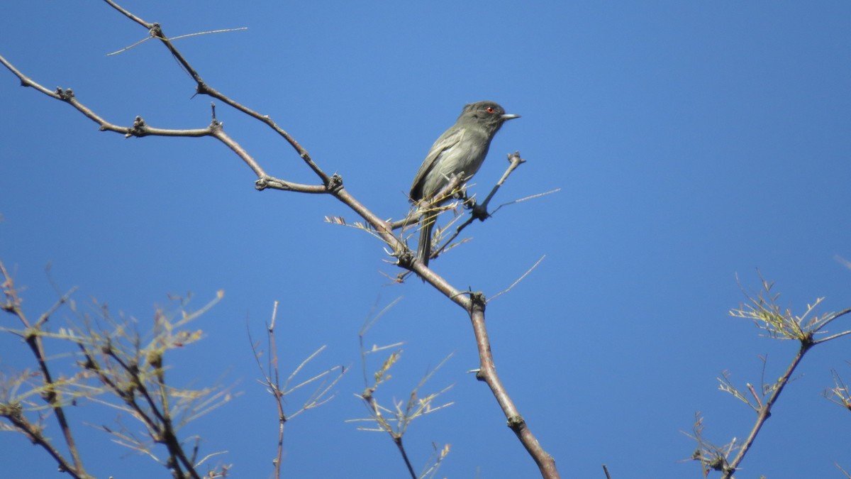 Cinereous Tyrant - ML634997131