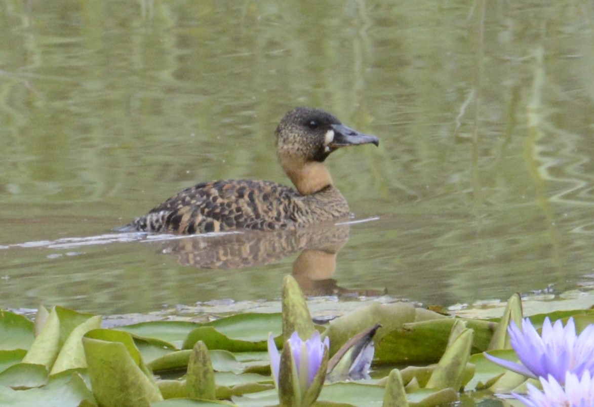 Dendrocygne à dos blanc - ML634997133