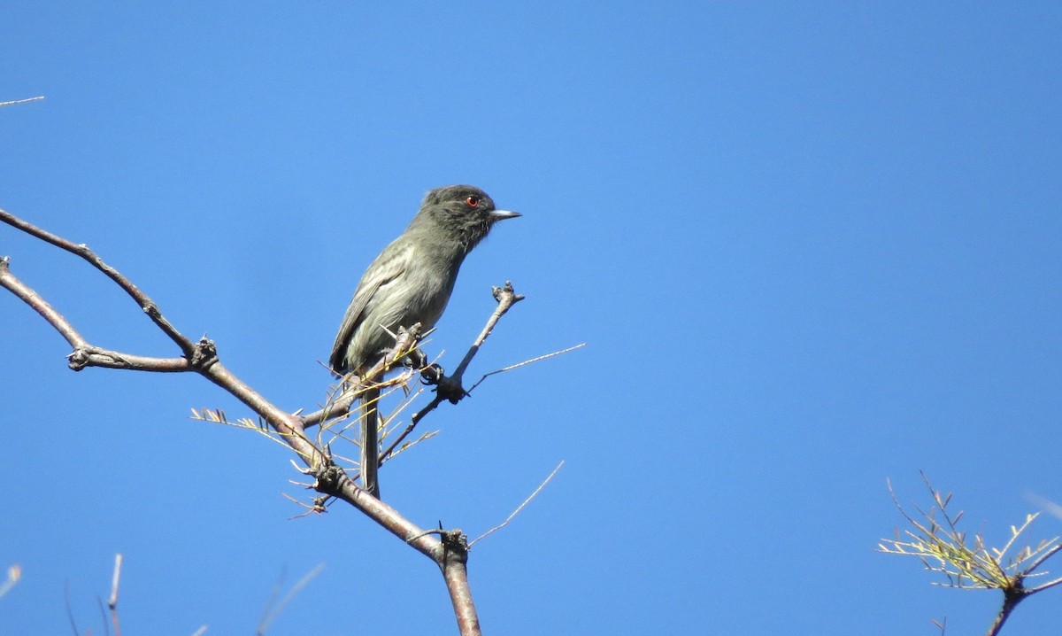 Cinereous Tyrant - ML634997135