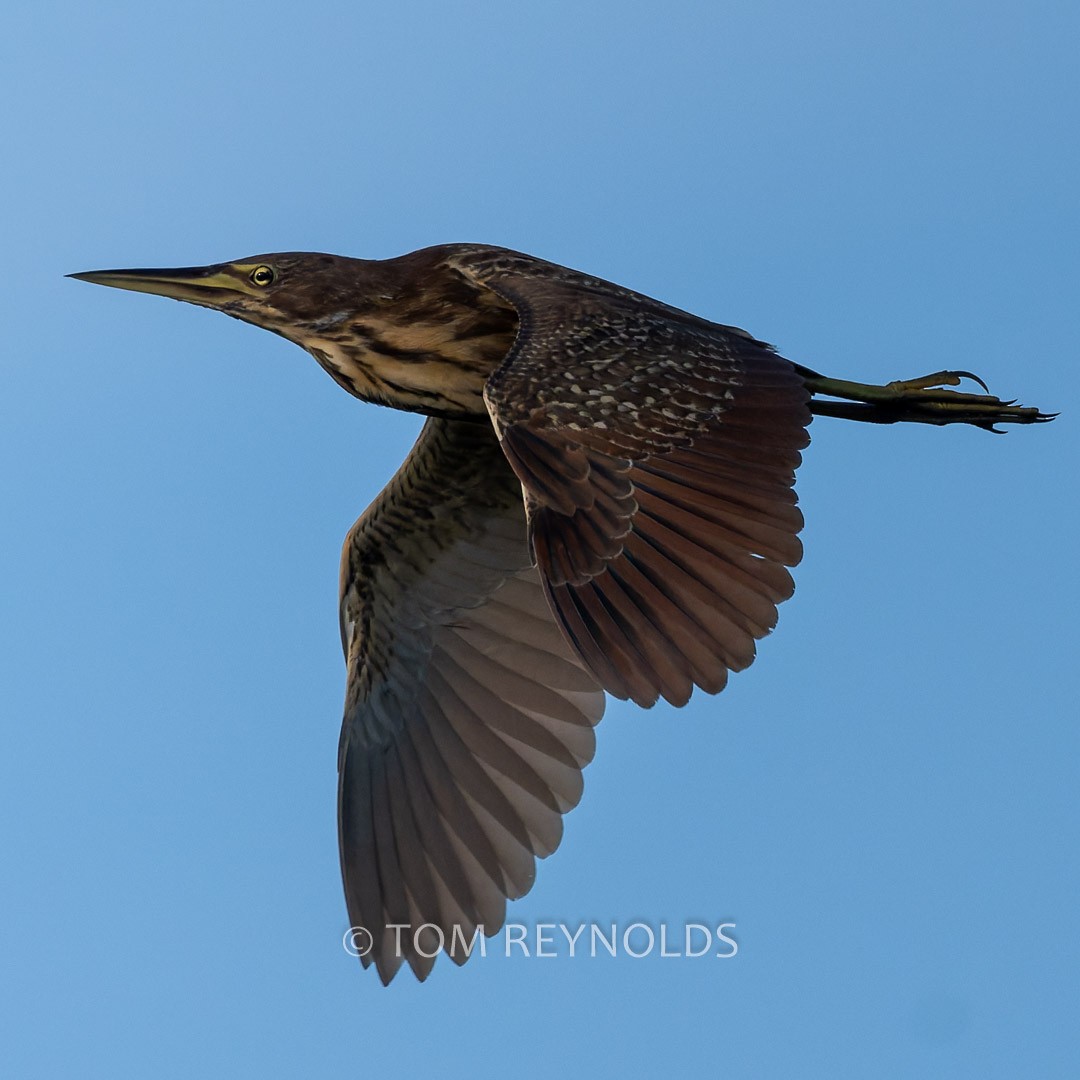 Cinnamon Bittern - ML634997202