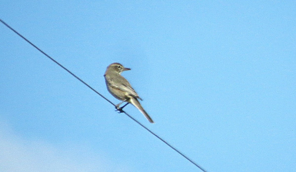 Gray-bellied Shrike-Tyrant - ML634997219