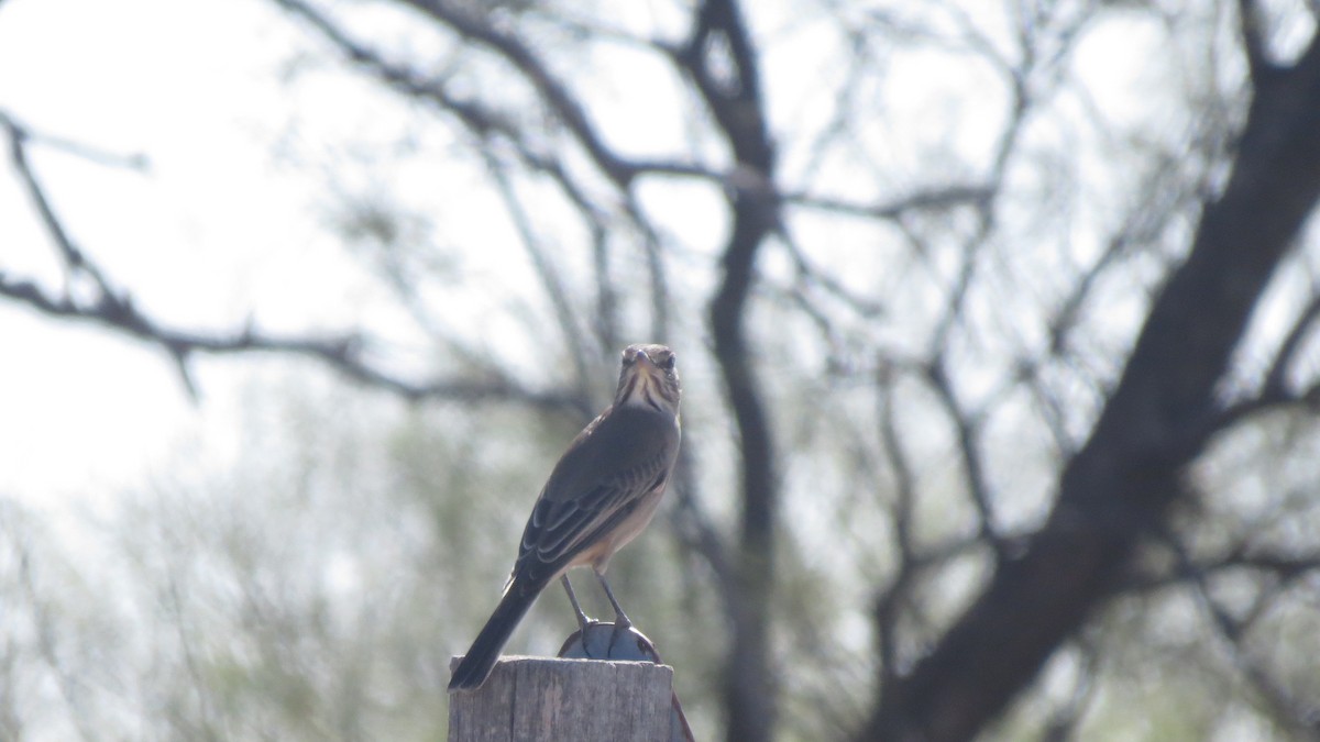 Gray-bellied Shrike-Tyrant - ML634997241