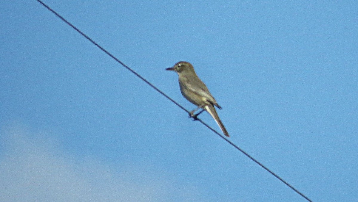 Gray-bellied Shrike-Tyrant - ML634997242