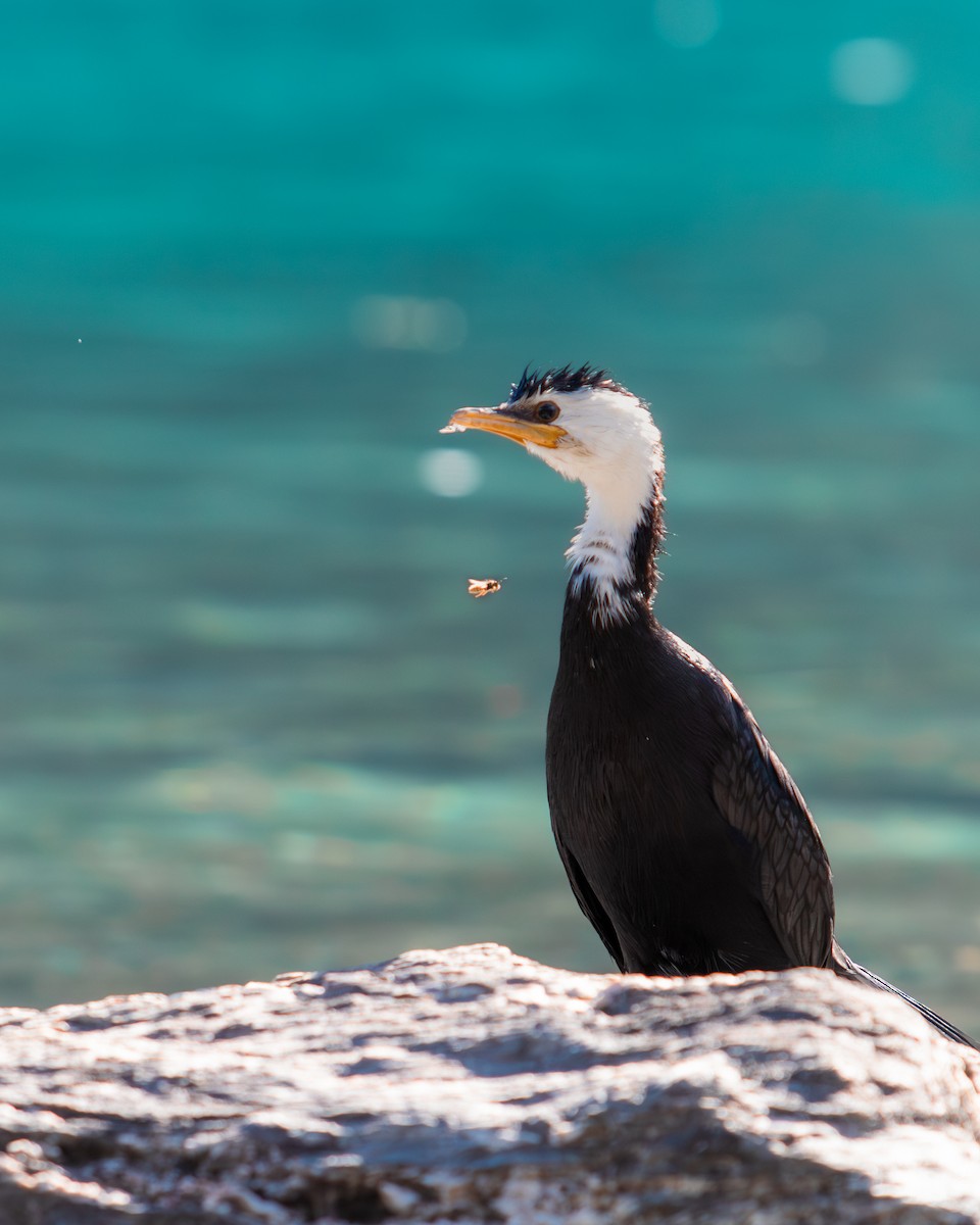 Little Pied Cormorant - ML634997310