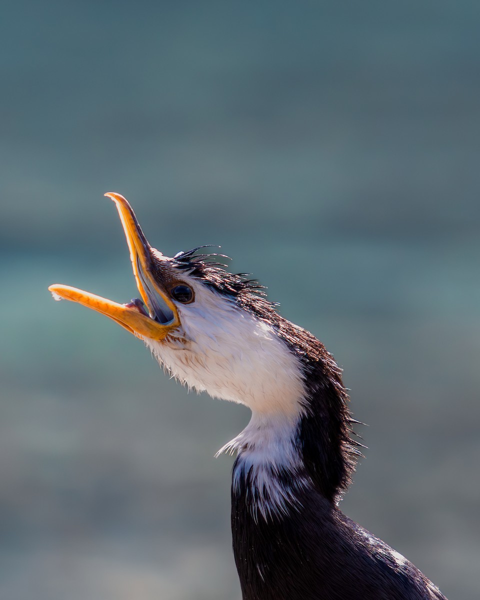 Little Pied Cormorant - ML634997311