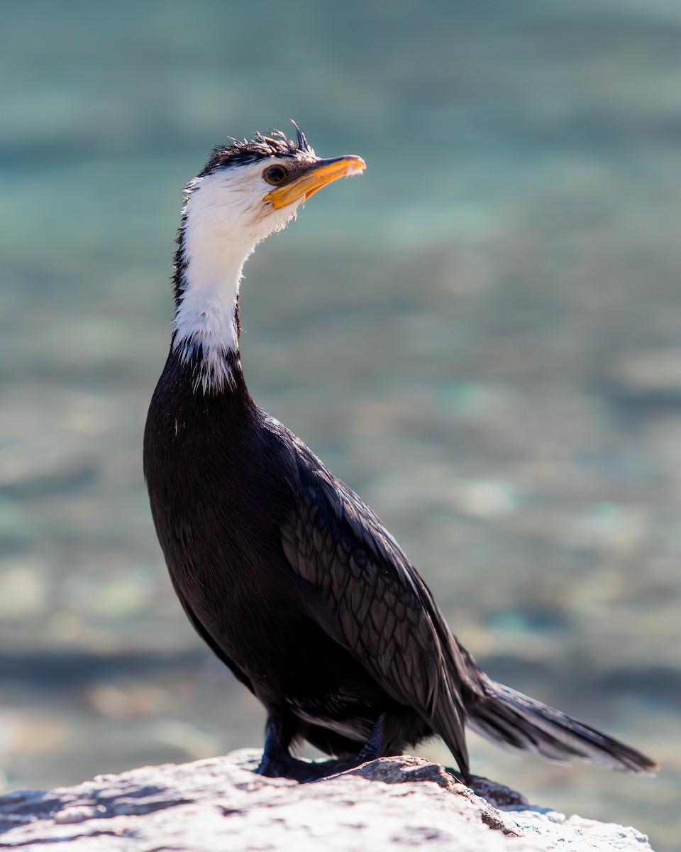 Little Pied Cormorant - ML634997312