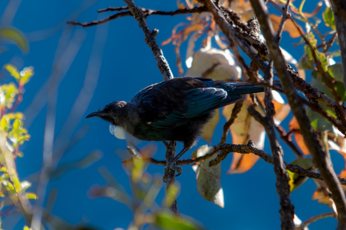 Tui/New Zealand Bellbird - ML634997315