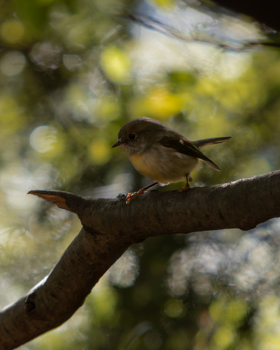 New Zealand Fantail - ML634997356