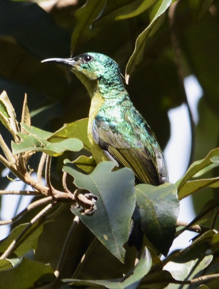 Collared Sunbird - ML634997371