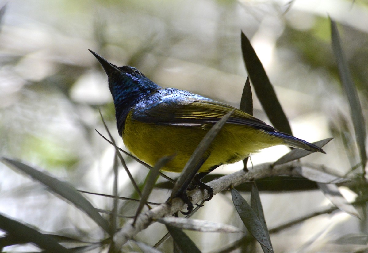Collared Sunbird - ML634997372